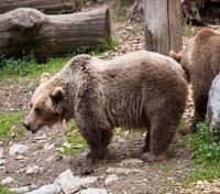  Fortress of the Bear